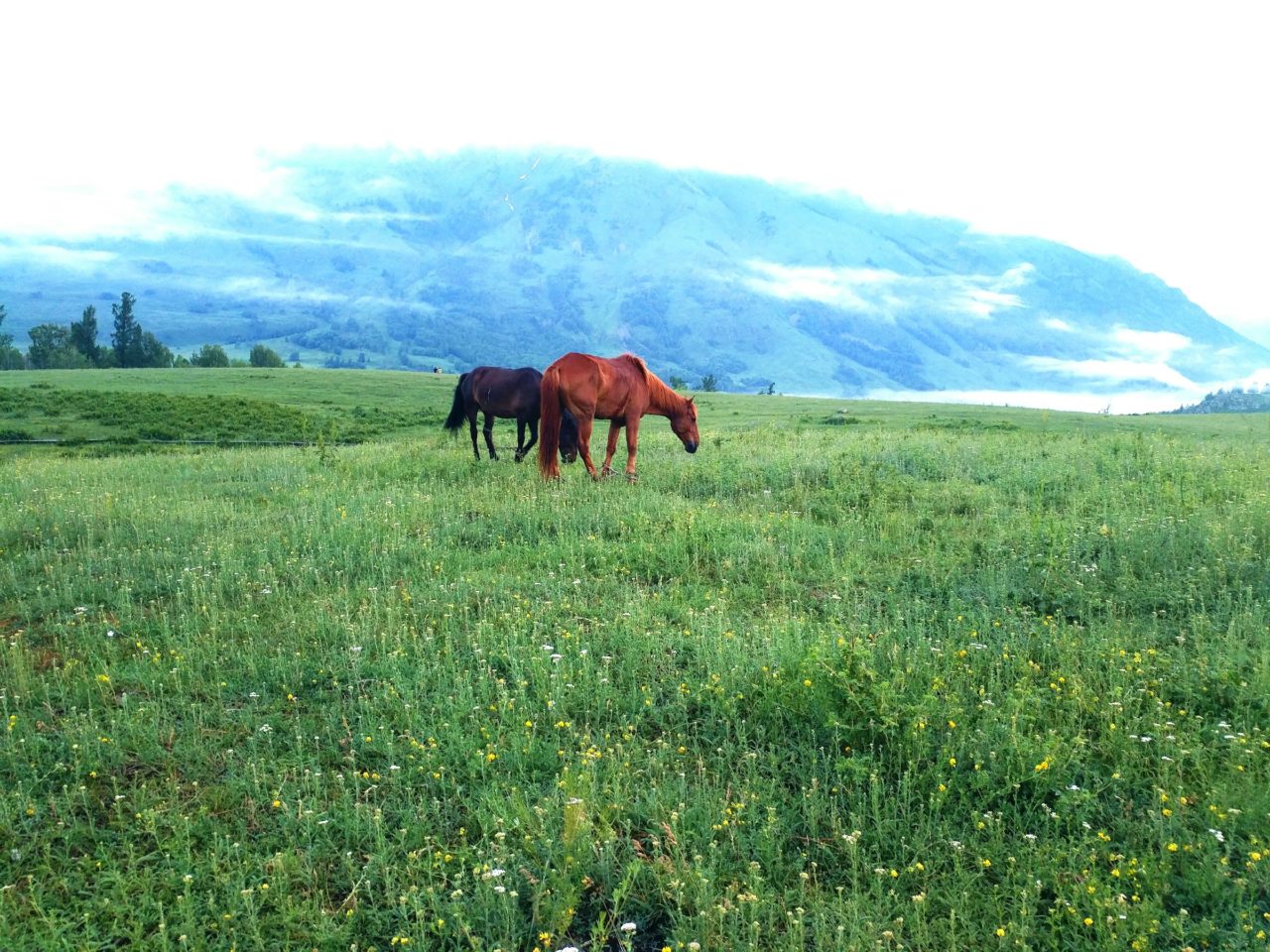 Grassland travel