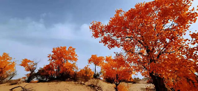 Taklamakan Desert Trekking Tours