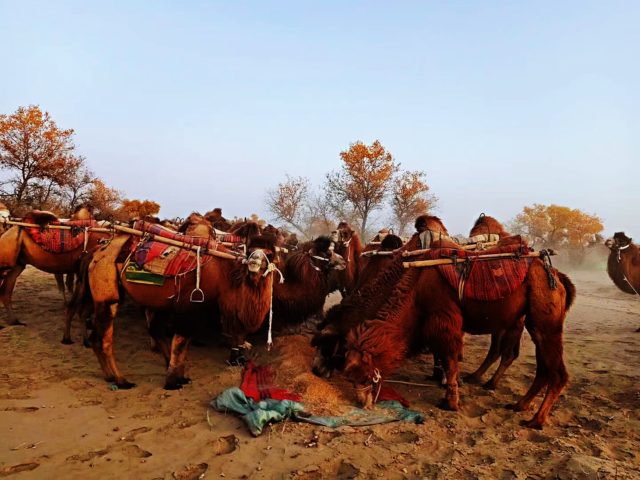 Taklamakan Desert Trekking Tours