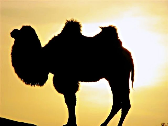 Taklamakan Desert Trekking Tours